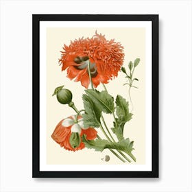 Red Poppy 1 Art Print