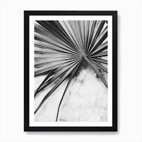 Black And White Palm Leaf Art Print