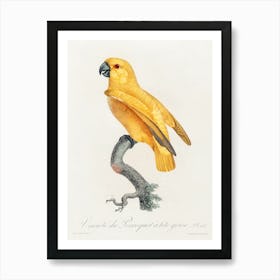 Senegal Parrot From Natural History Of Parrots, Francois Levaillant 2 Art Print