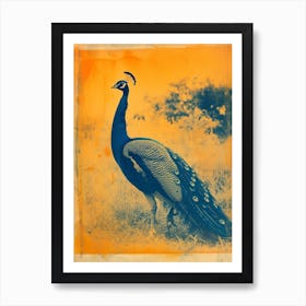 Orange & Blue Peacock In The Grass 2 Art Print