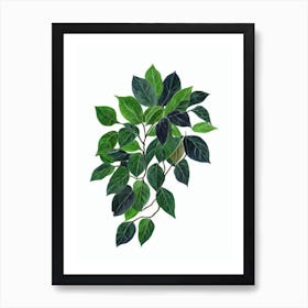 Triangle Ficus (Ficus Triangularis) Watercolor Art Print