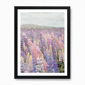 Pastel Lupine Flowers Art Print