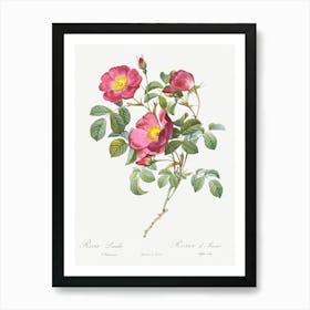 Rose Of Love, Pierre Joseph Redoute Art Print