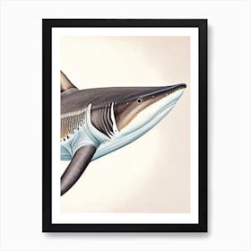 Broadnose Sevengill Shark 2 Vintage Art Print