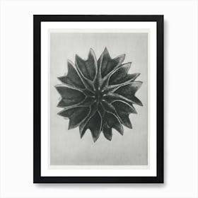 Lime Mallow, Karl Blossfeldt Art Print