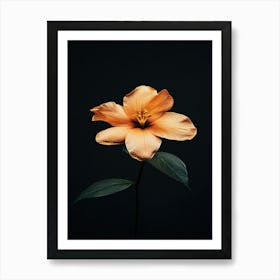 Orange Flower 10 Art Print