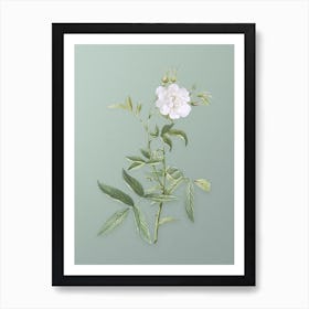Vintage White Rose of York Botanical Art on Mint Green n.0296 Art Print