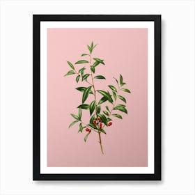 Vintage Alabama Dahoon Branch Botanical on Soft Pink n.0884 Art Print