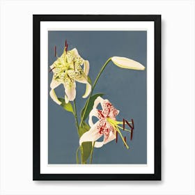 Lilies Collotype From Japan, Kazumasa Ogawa Art Print