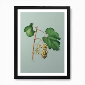 Vintage Friulli Grape Botanical Art on Mint Green n.0673 Art Print