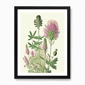 Prairie Clover Wildflower Vintage Botanical Art Print