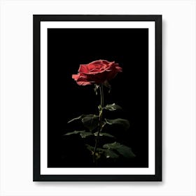 Single Red Rose On Black Background 4 Art Print