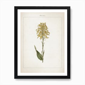 Vintage Curtis 1 Orchid Art Print