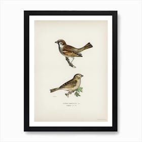 Common Chiffchaff, The Von Wright Brothers 1 Art Print