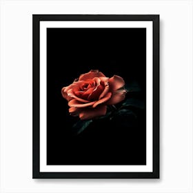 Rose On Black Background 1 Art Print