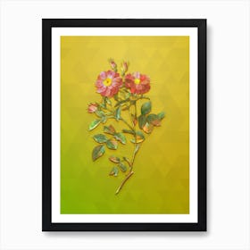 Vintage Elizabeth's Sweetbriar Rose Botanical Art on Empire Yellow n.1533 Art Print