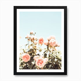 Pink Rose Bush Art Print