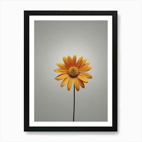 Single Yellow Daisy Art Print