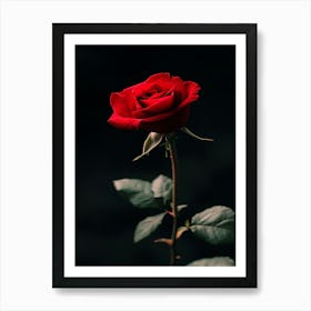 Red Rose 50 Poster