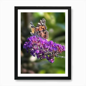 Butterfly On Purple Flower Art Print