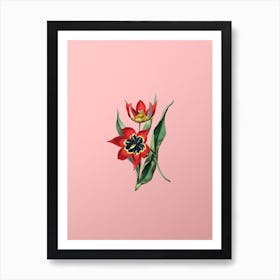 Vintage Red Strong Smelling Tulip Botanical on Soft Pink n.0588 Art Print