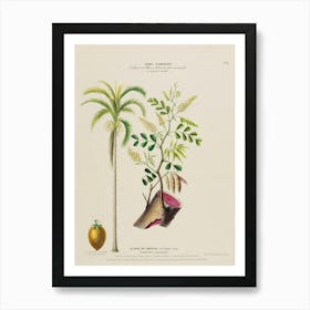 Plant Of Guava Art Print