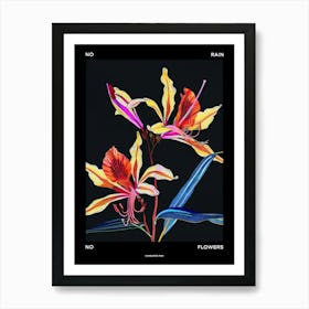 No Rain No Flowers Poster Kangaroo Paw 4 Art Print