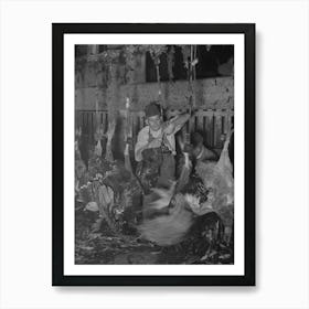 Hanging Turkey As The Killer Slits The Turkey S Throat While It Is In This Position, Cooperative Poultry House, Brownwoo Art Print