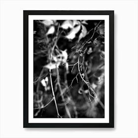 Branch BW 1 Art Print