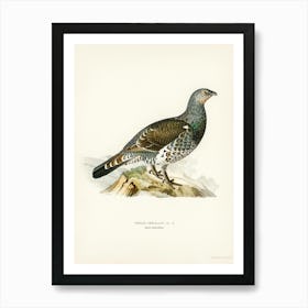 Tetrao Urogallus, The Von Wright Brothers Art Print