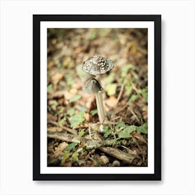 Mushroom // Nature Photography 1 Art Print