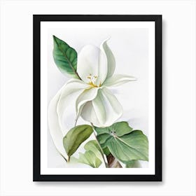 White Trillium Wildflower Watercolour 2 Art Print