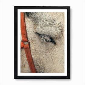 Closeup Of Horse Lashes Art Print