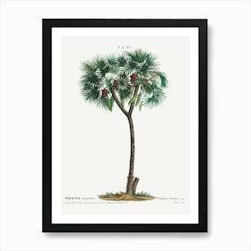 Date Palm, Pierre Joseph Redoute (2) Art Print