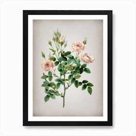 Vintage Rosier Pompon Botanical on Parchment n.0848 Art Print