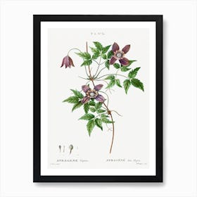 Alpine Clematis, Pierre Joseph Redoute Art Print