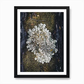 Moss On A Tree Trunk Art Print