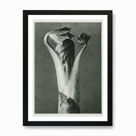 Aconite Or Monk S Hood 1928), Karl Blossfeldt Art Print