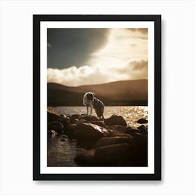 Australian Shepherd On Rocks- Scotland Highland UK dog photo print - moody animal photography Art Print