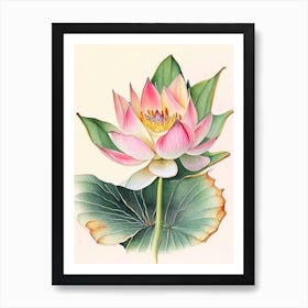 American Lotus Watercolour Ink Pencil 3 Art Print