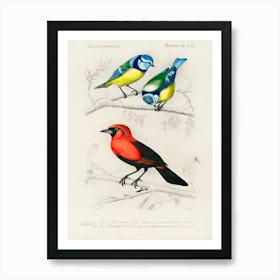 Different Types Of Birds, Charles Dessalines D'Orbigny 3 Art Print