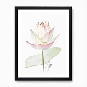 American Lotus Pencil Illustration 3 Art Print