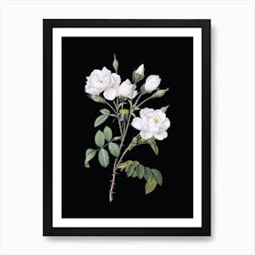 Vintage White Rose Botanical Illustration on Solid Black n.0855 Art Print