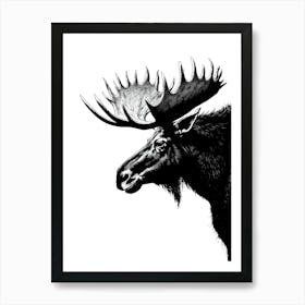 Moose Head With Large Antlers Art Print