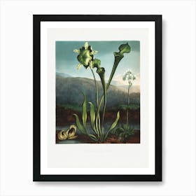 Vintage Botanical Temple Of Flora _2476822 Art Print