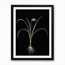 Vintage Brimeura Botanical Illustration on Solid Black n.0018 Art Print