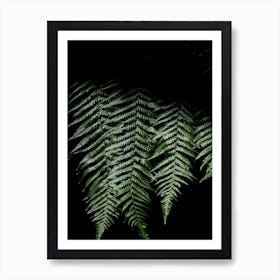 New Zealand Ferns In The Sunshine Poster