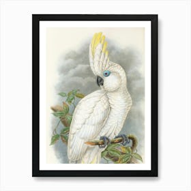 Vintage Cockatoo Art Print