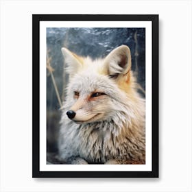 Bengal Fox Photorealistic 2 Art Print