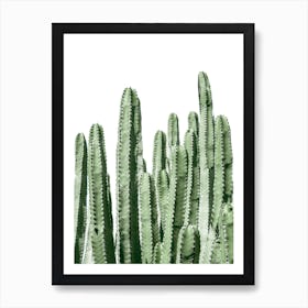 Cactus On White Background Art Print
